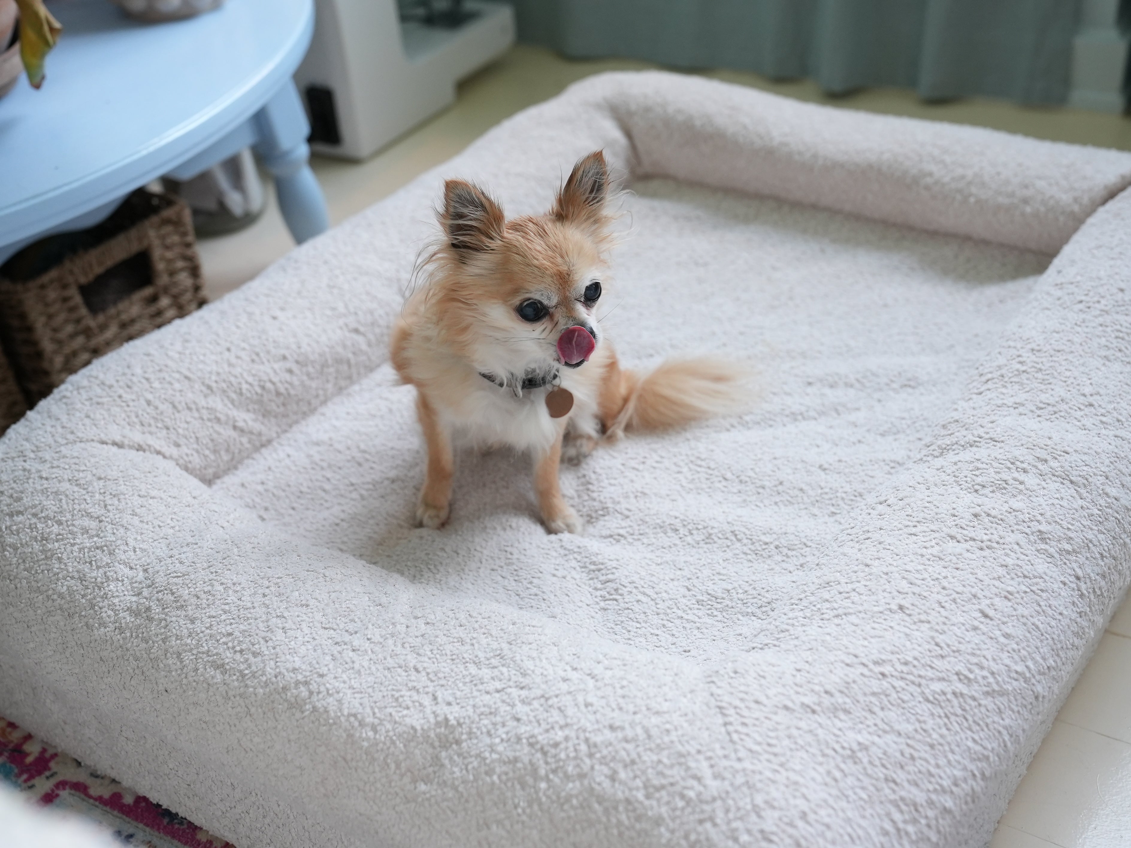 PetCuddles komfort